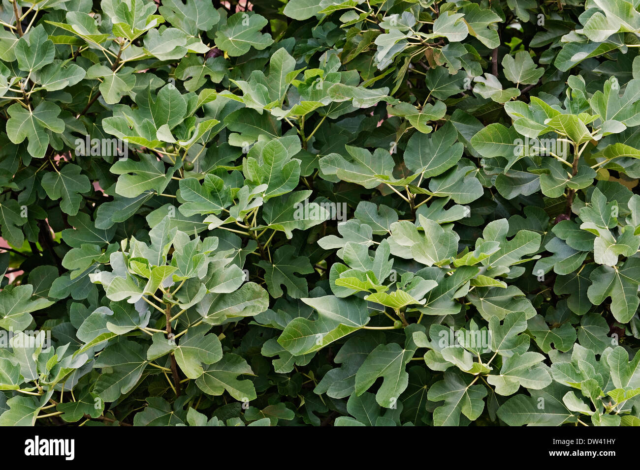 Commomn fig (Ficus carica) Foto Stock