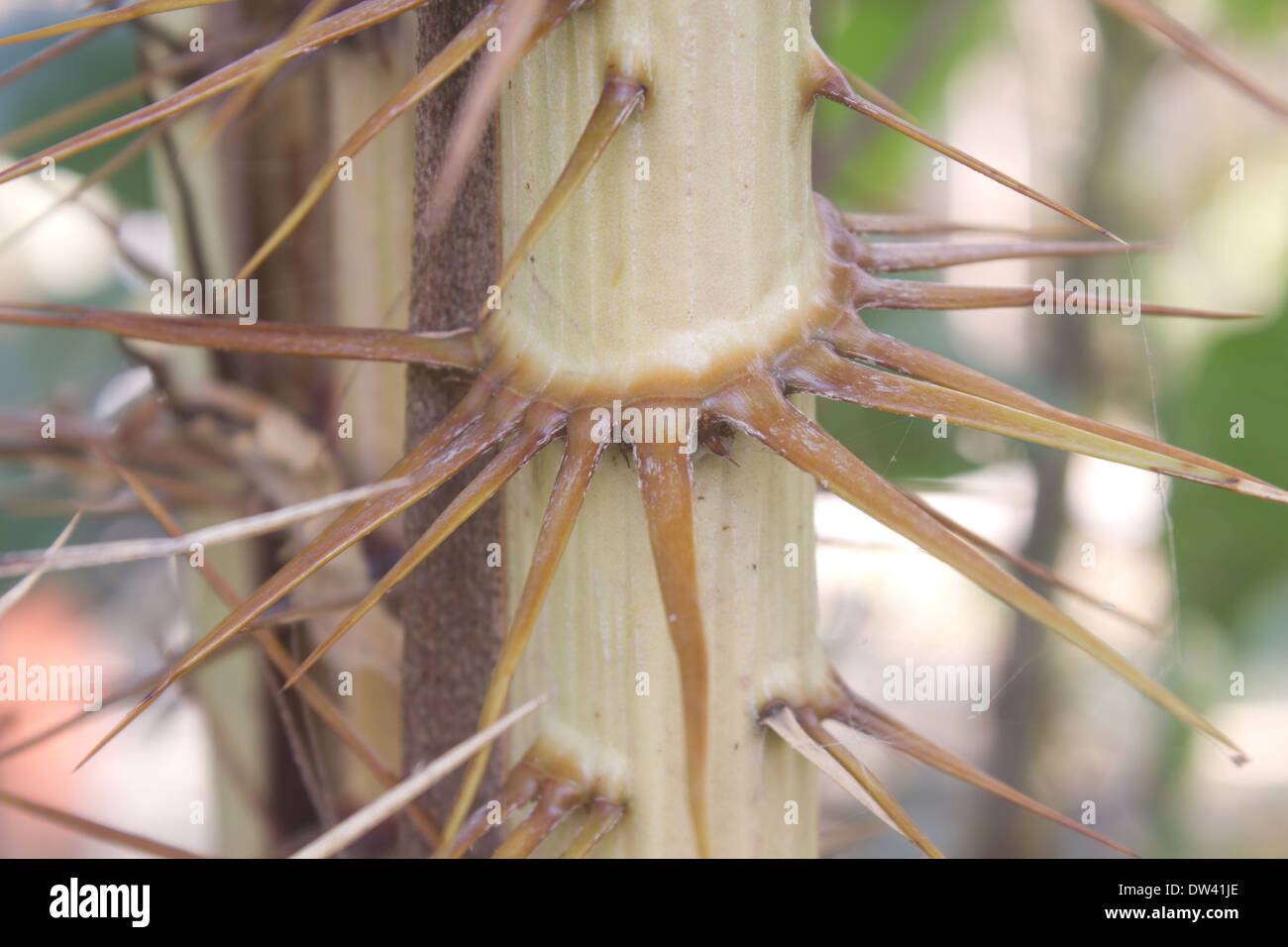 Spine di Zalacca, albero di aromi di frutta, Thailandia Foto Stock