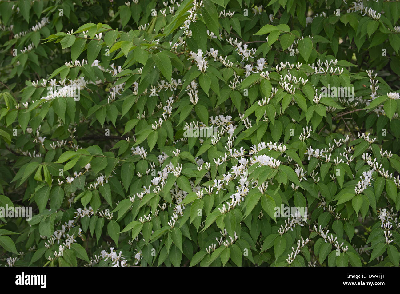 Caprifoglio Amur (Lonicera maackii) Foto Stock