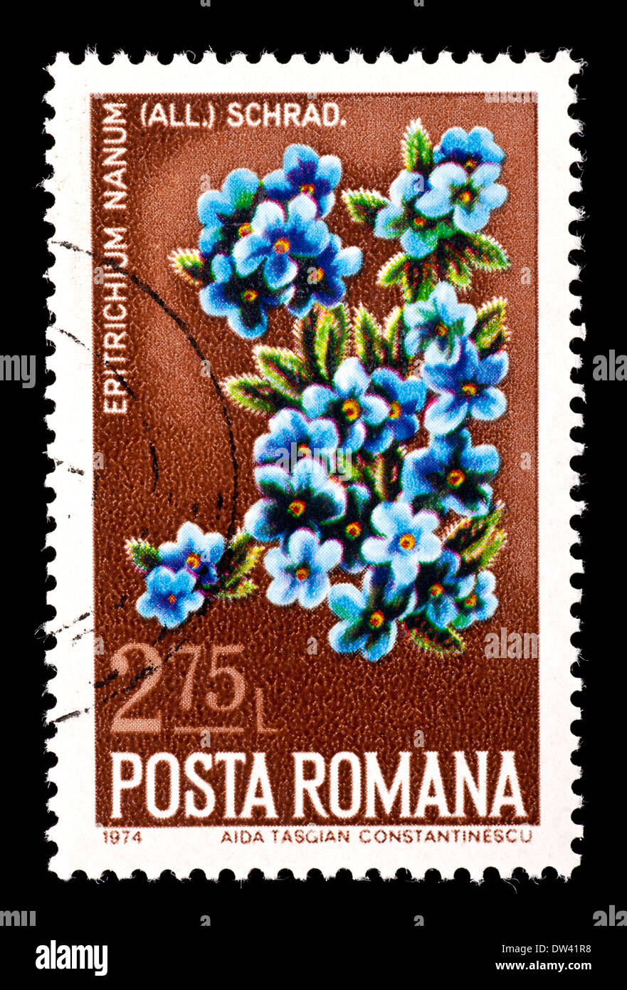 Francobollo dalla Romania raffiguranti artico dimenticare alpino-me-non fiori (Eritrichium nanum) Foto Stock