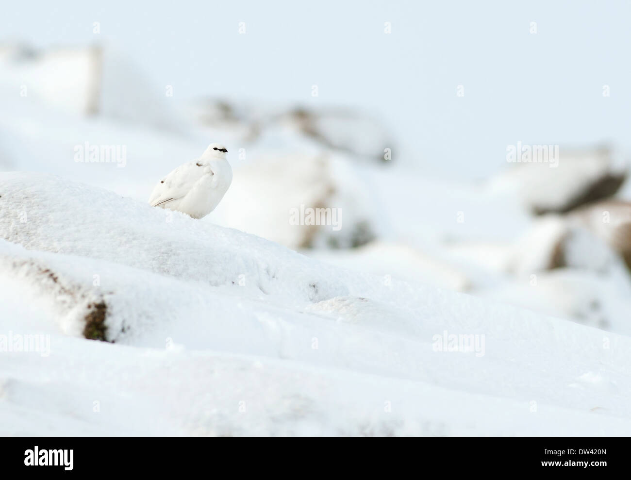 Femmina di Pernice bianca Lagopus mutus, d'inverno il piumaggio, Cairngorms, Scozia Foto Stock