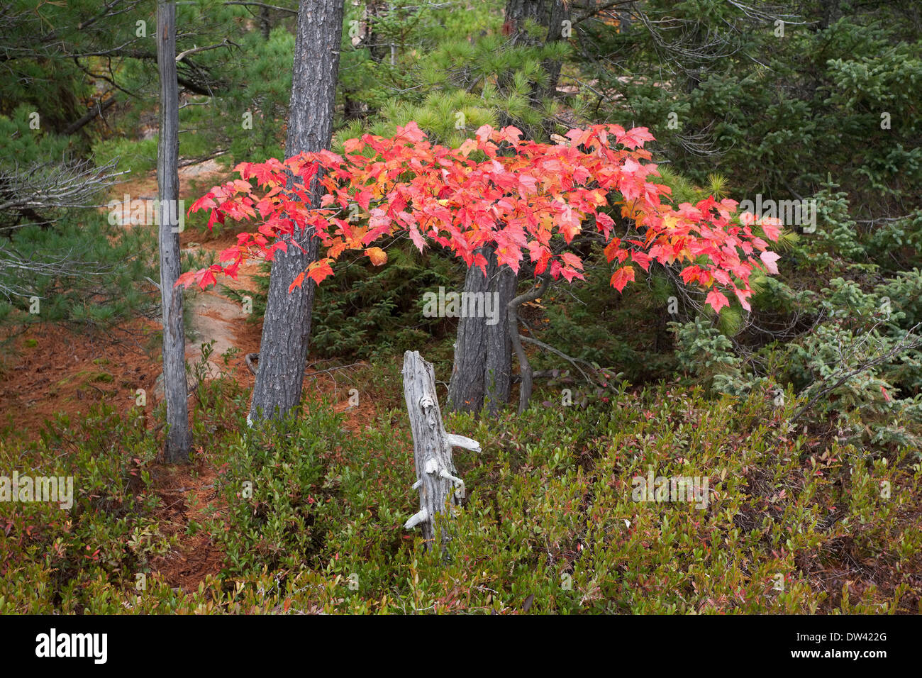 Colorato di rosso di foglie di acero in Killarney Provincial Park, Ontario, Canada. Foto Stock