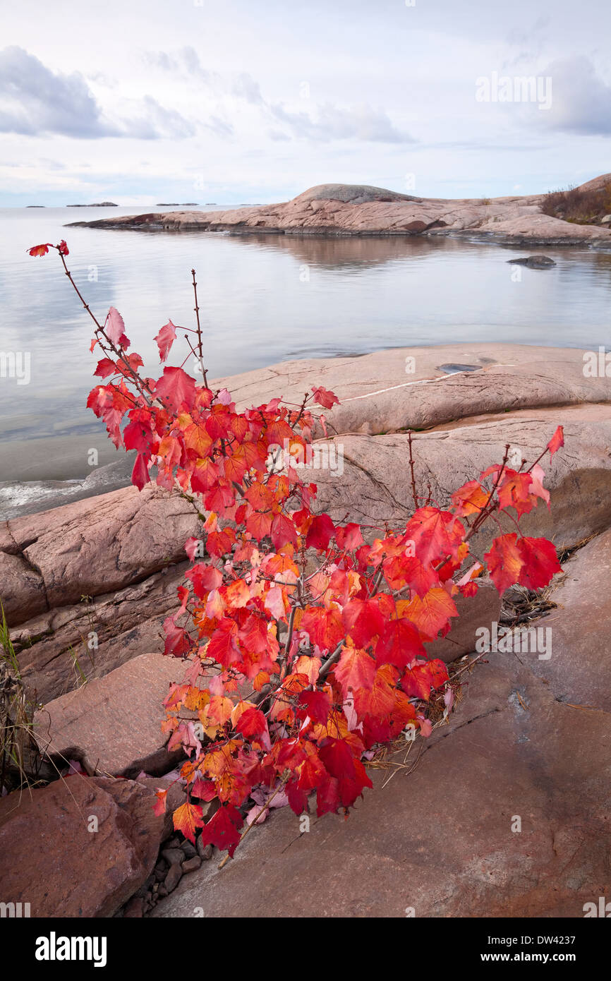 Piccolo albero di acero con foglie rosse lungo le rive del Georgian Bay in Killarney Provincial Park, Ontario, Canada. Foto Stock