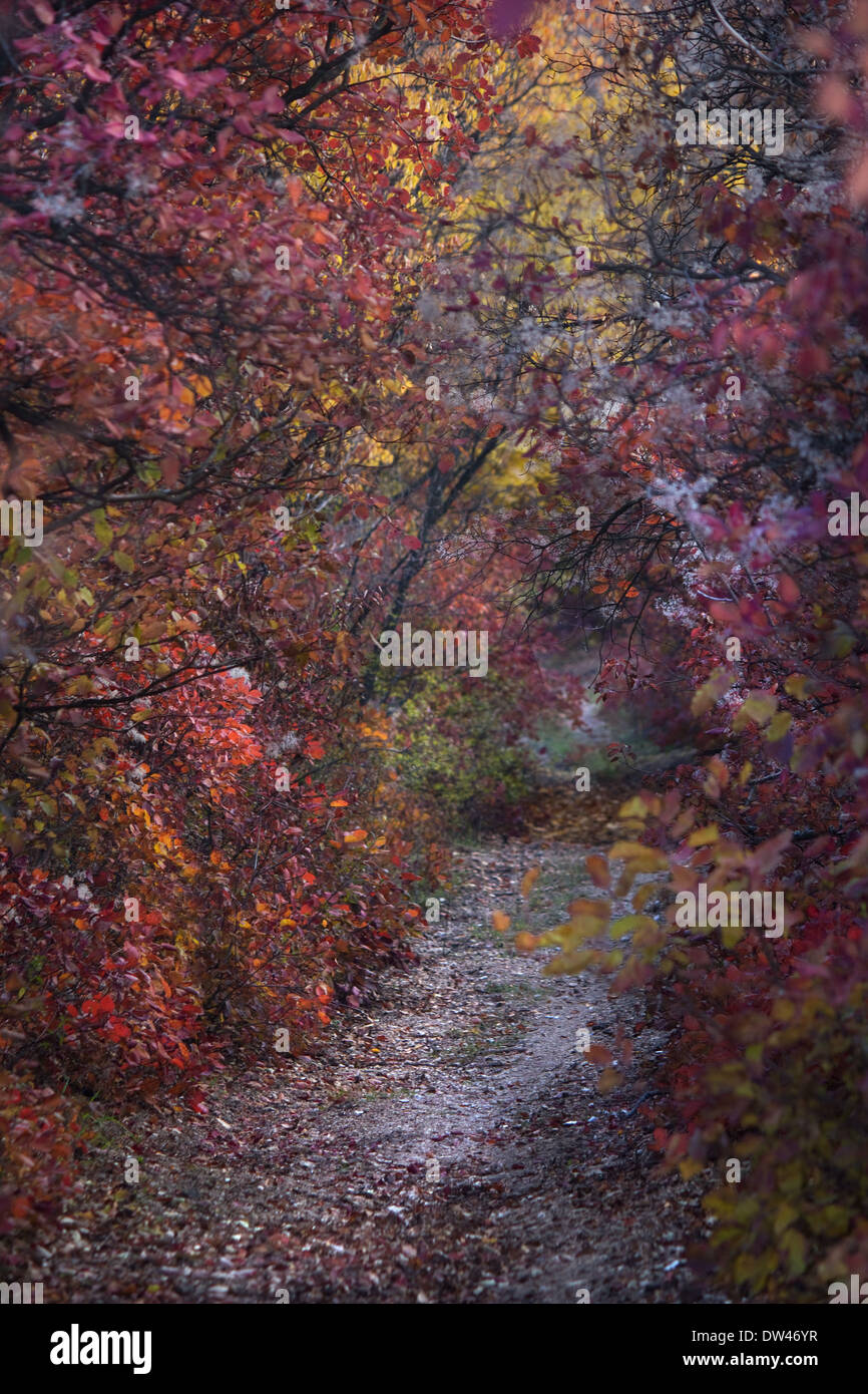 La natura in autunno nel parco (strada al buio le boccole colorate con effetto DOF) Foto Stock