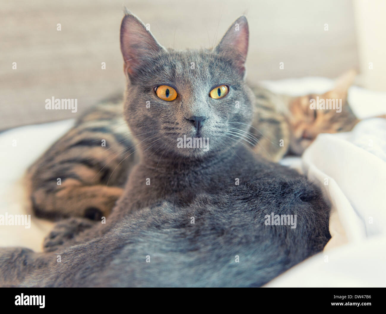 Gatto sveglio e gatto dorme sul letto Foto Stock