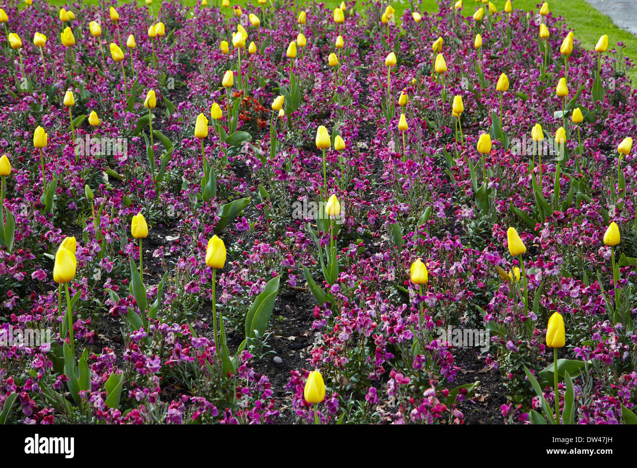Fiori di Primavera in Timaru Botanic Gardens, Timaru, Canterbury sud, Isola del Sud, Nuova Zelanda Foto Stock