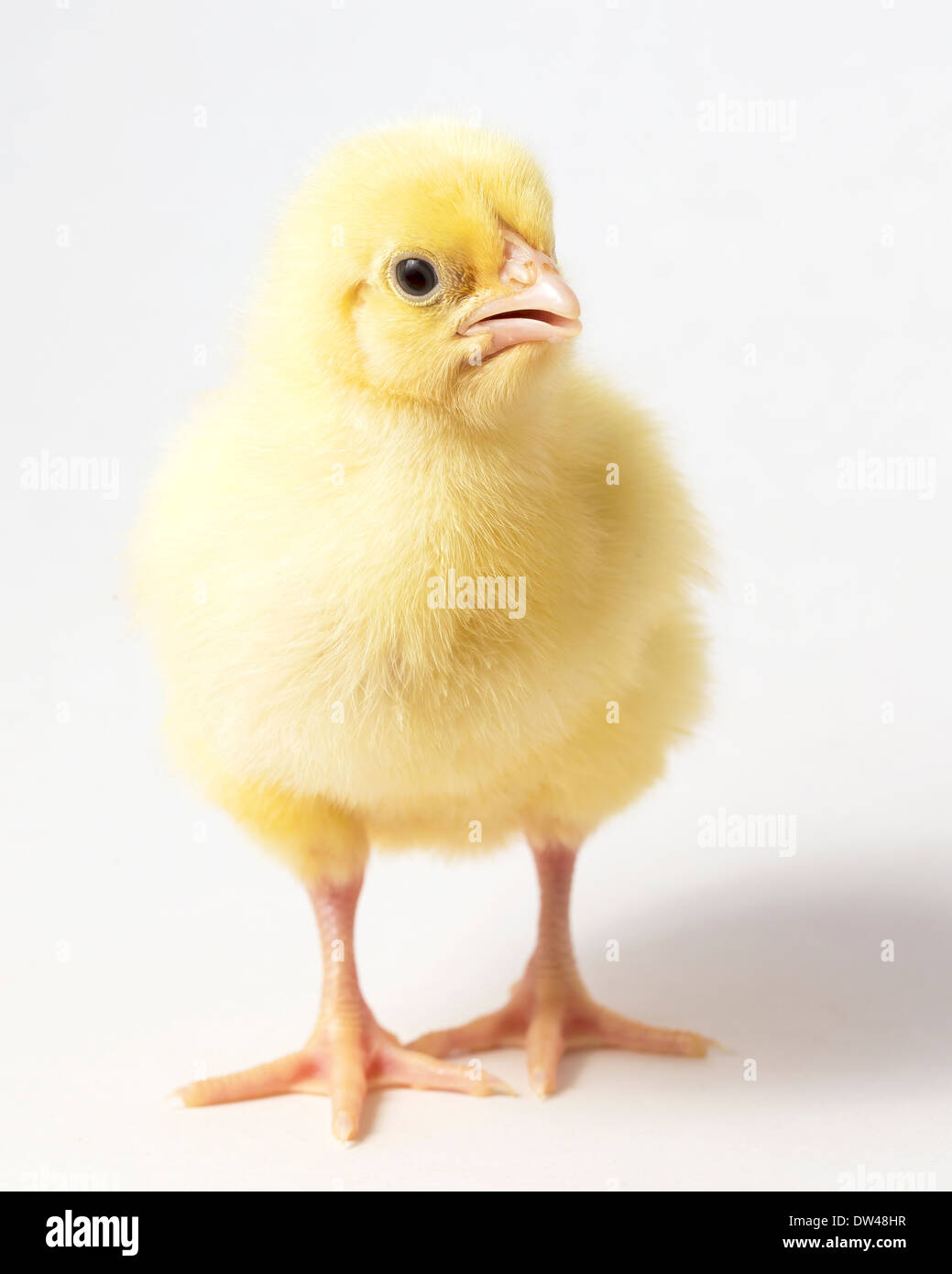 Un unico pollo pulcino su sfondo bianco Foto Stock