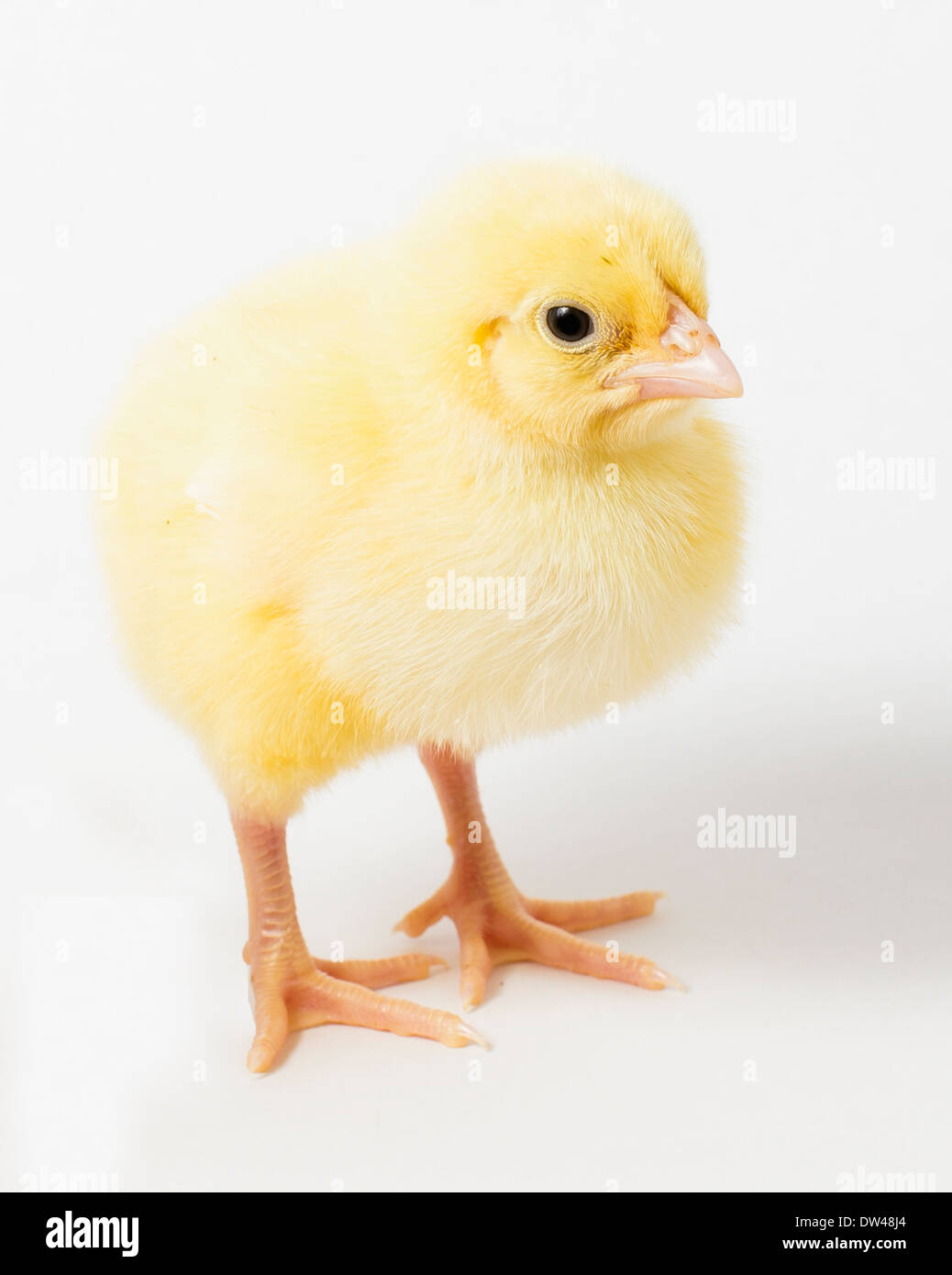Un unico pollo pulcino su sfondo bianco Foto Stock