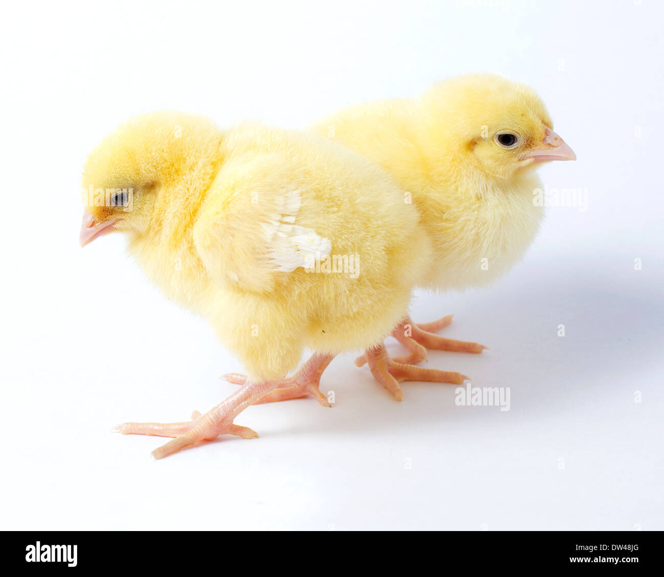 Due pulcini di pollo su sfondo bianco Foto Stock