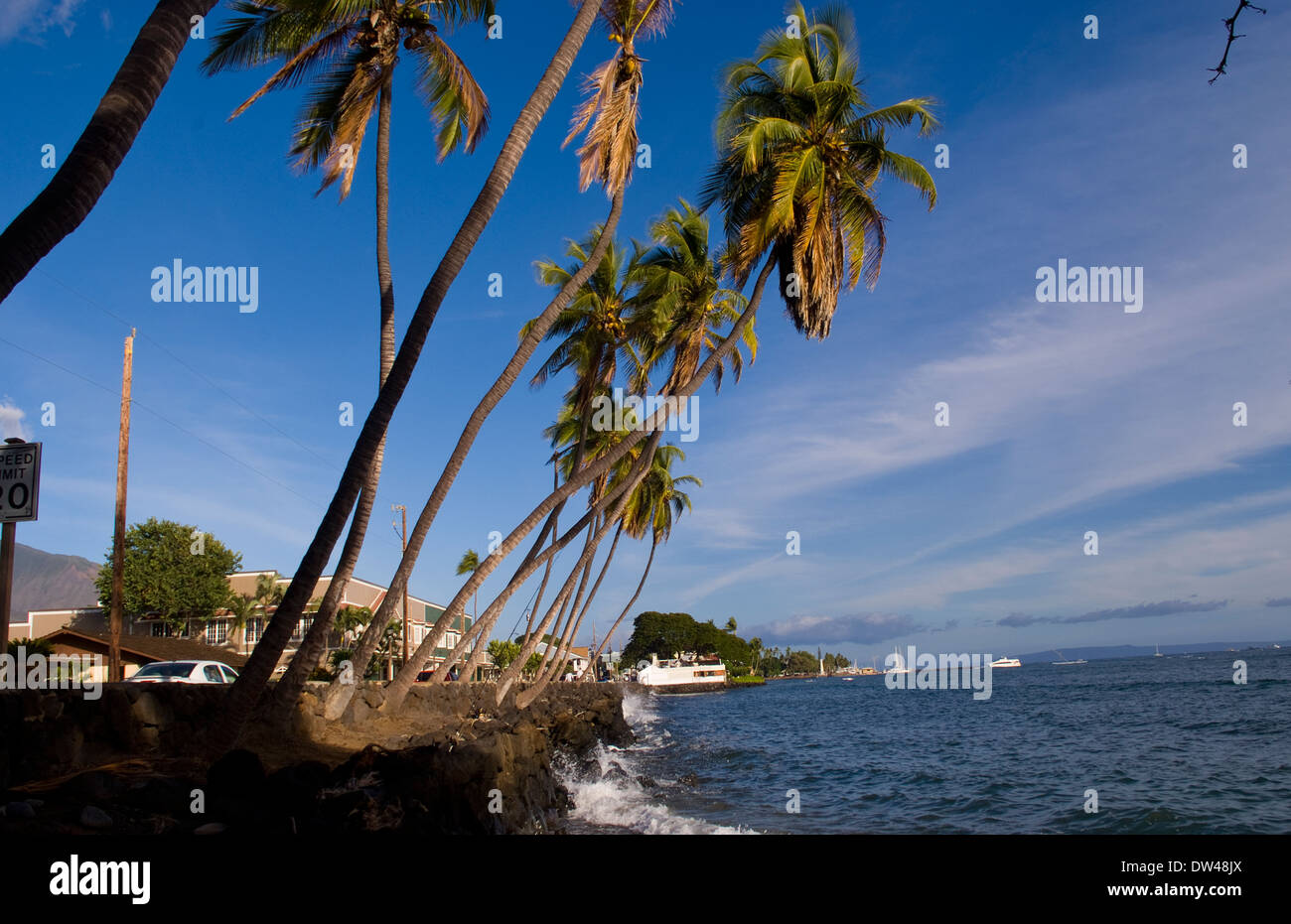 Bella piegate palme acqua oltre oceano nella famosa cittadina di Lahaina Maui Hawaii Foto Stock
