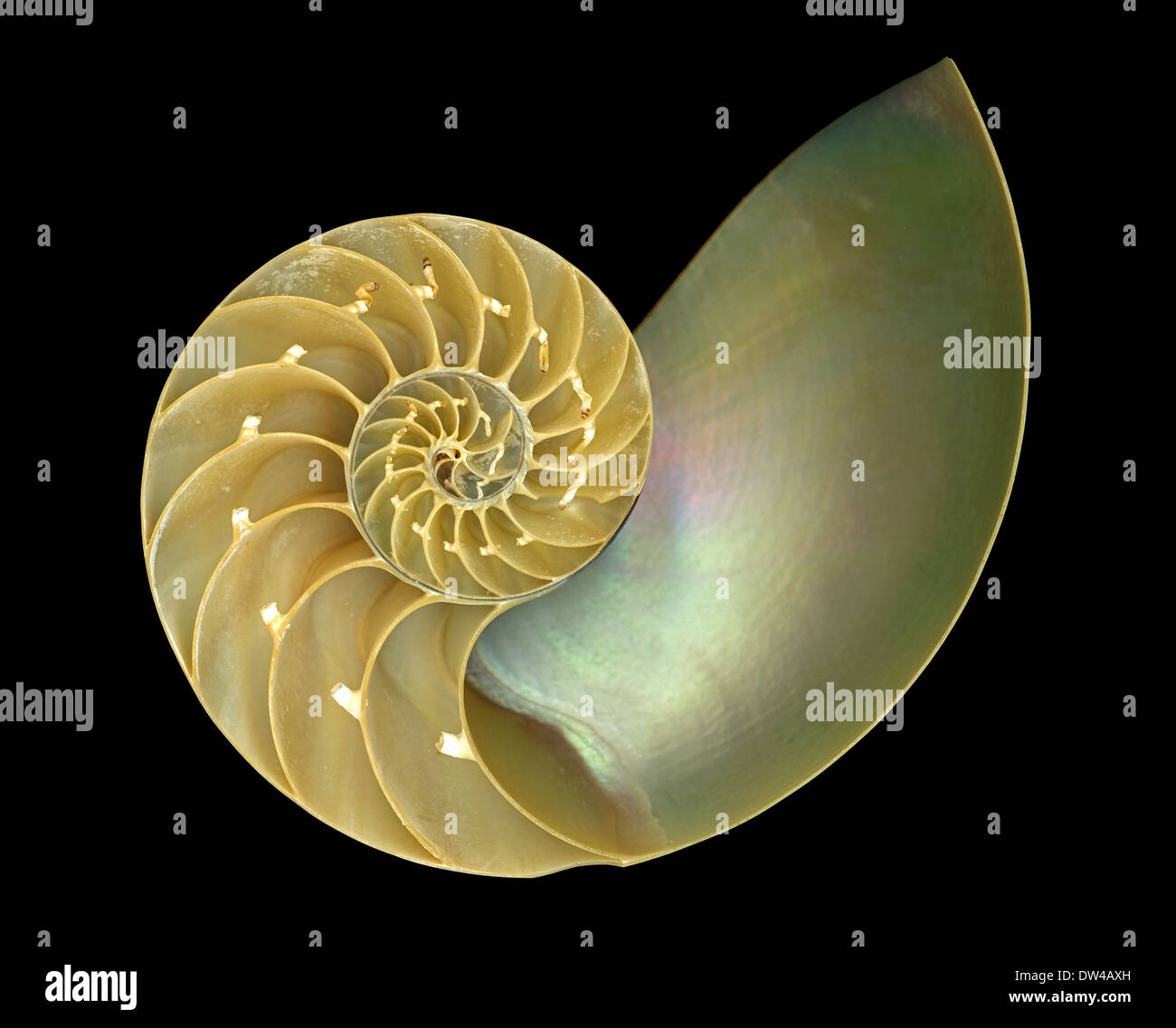 L'interno di un guscio di Nautilus dimostrando una spirale di Fibonacci o spirale dorata Foto Stock