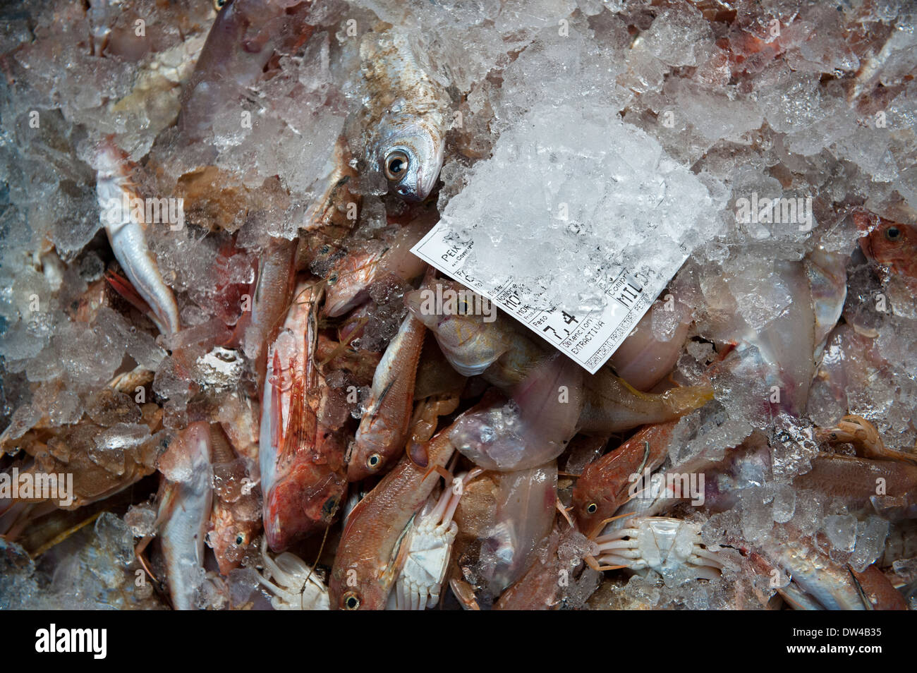 Il pesce appena pescato in ghiaccio, essendo venduto all'asta, Xabia, Spagna. Foto Stock