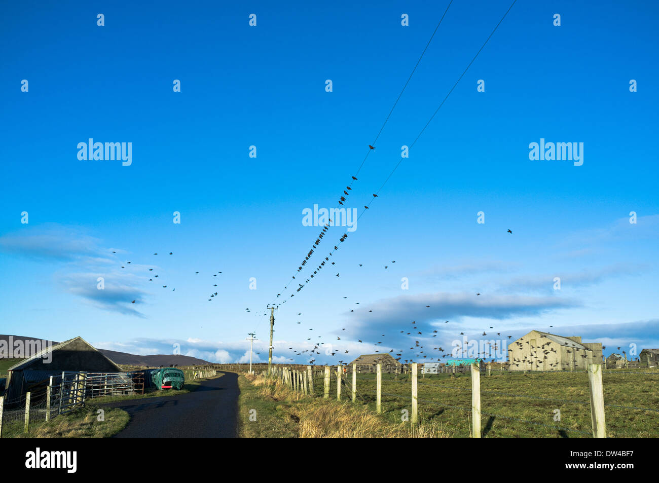 Dh storni BIRD UK stormo di uccelli Starling sul cavo elettrico linee Foto Stock