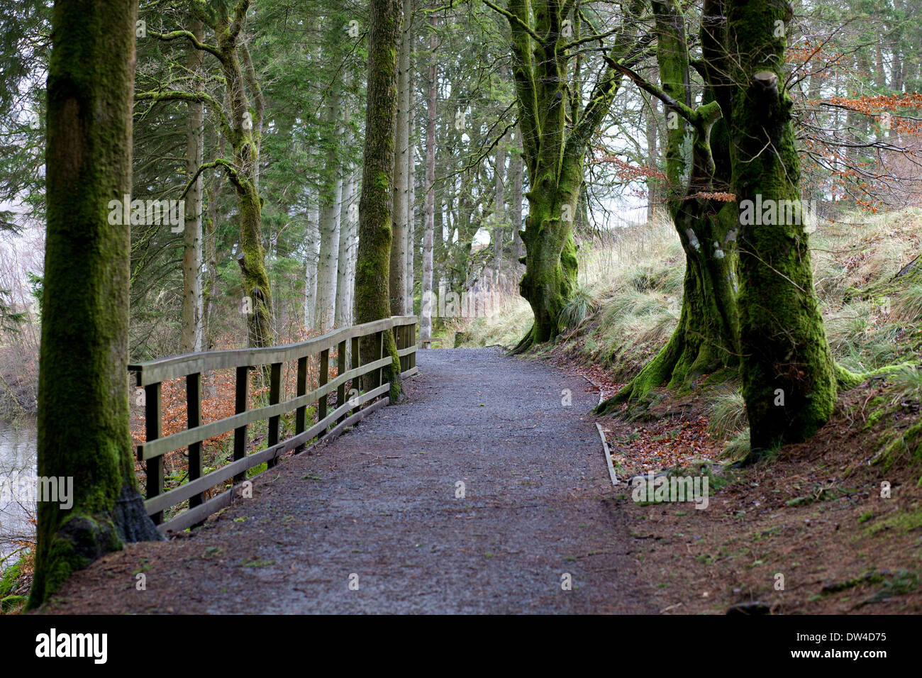 Immagine della parte del modo in riva al lago a Kielder serbatoio Foto Stock