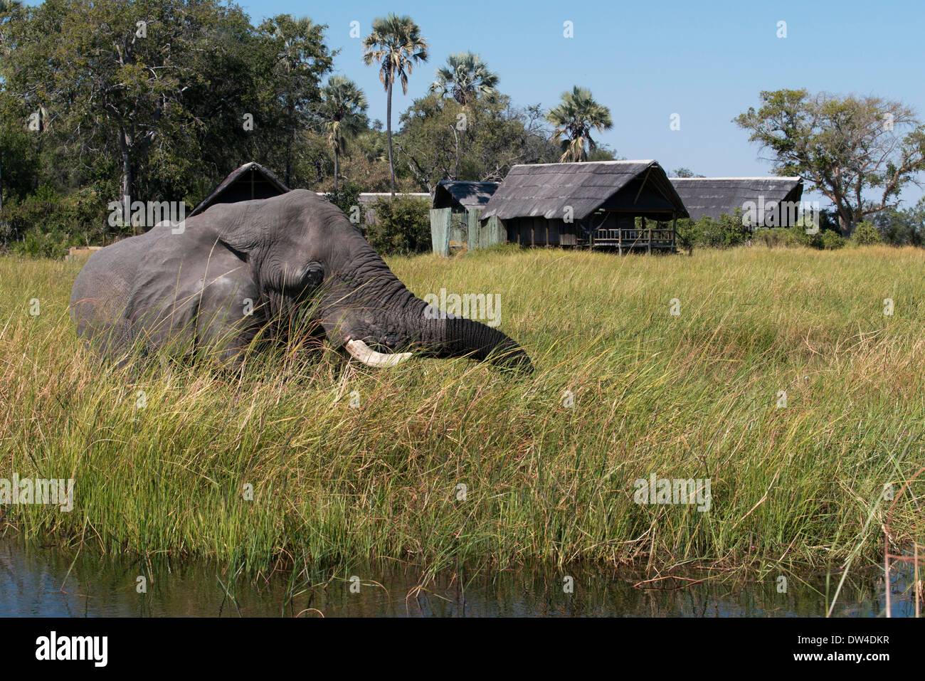 Un elefante si aggira il campo vicino a Eagle Island Camp da Orient Express , al di fuori della Moremi Game Reserve in Botswana. Trova Foto Stock