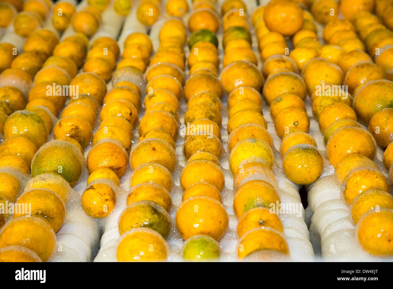 The processing of oranges immagini e fotografie stock ad alta