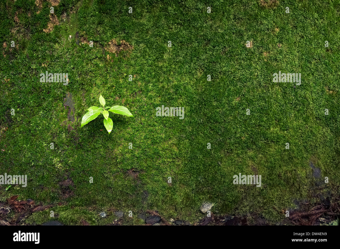 Piccolo albero sparare sulla corteccia di muschio di un enorme albero di cedro Foto Stock