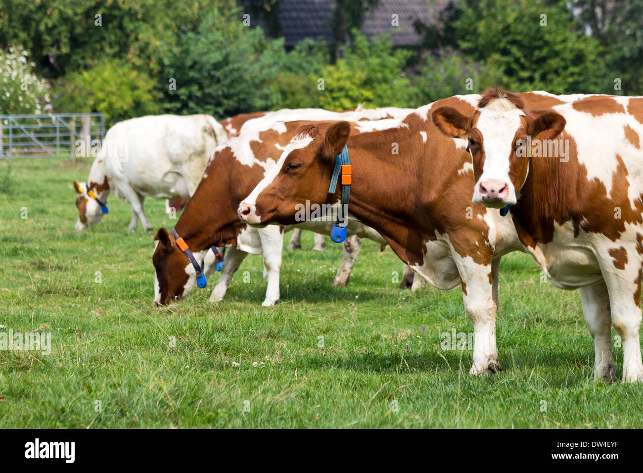 Bianco marrone vacche su un terreno coltivato Foto Stock