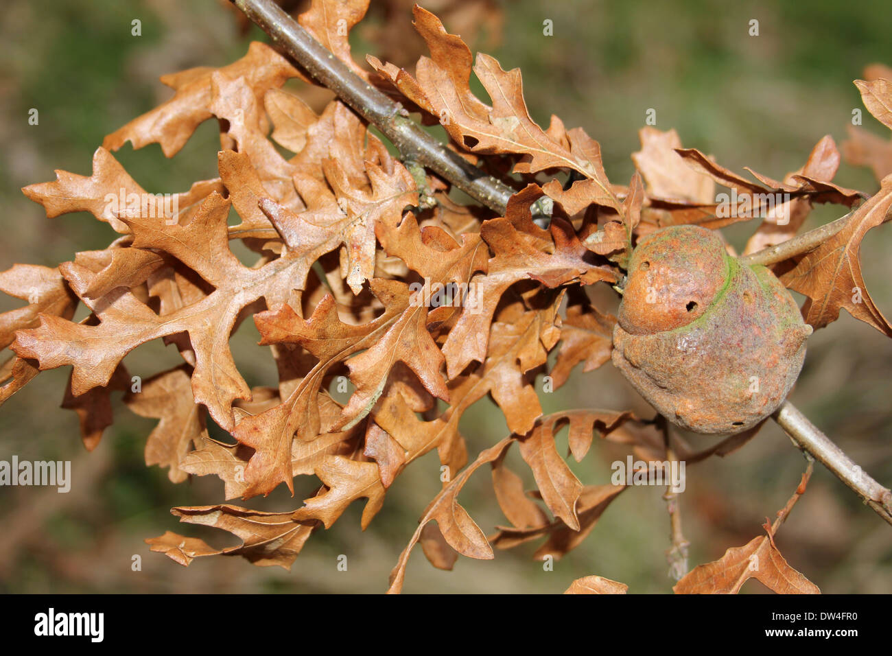 Gall sulla Turchia Oak Quercus cerris causato dalla Cynipid Gall Wasp Aphelonyx cerricola Foto Stock