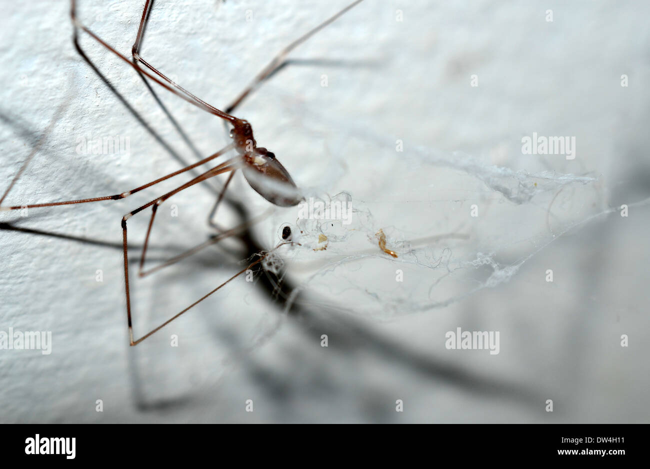 Pholcidae, comunemente noto come cantina spider o daddy long-gambe spider, mancante 1 gamba Foto Stock