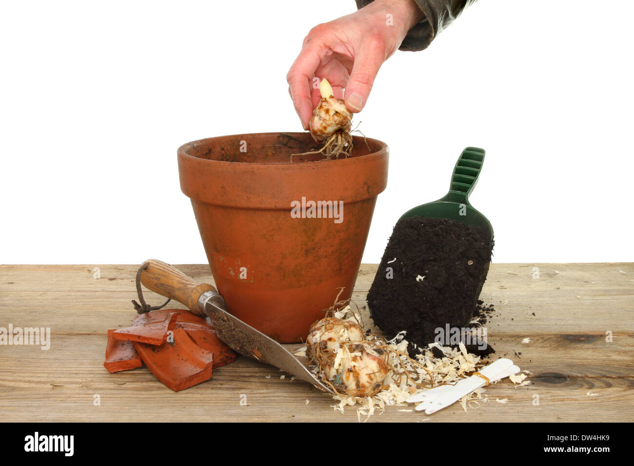 La mano di piantare un bulbo di giglio in un vaso in terracotta su un banco di incapsulazione con attrezzi da giardino Foto Stock