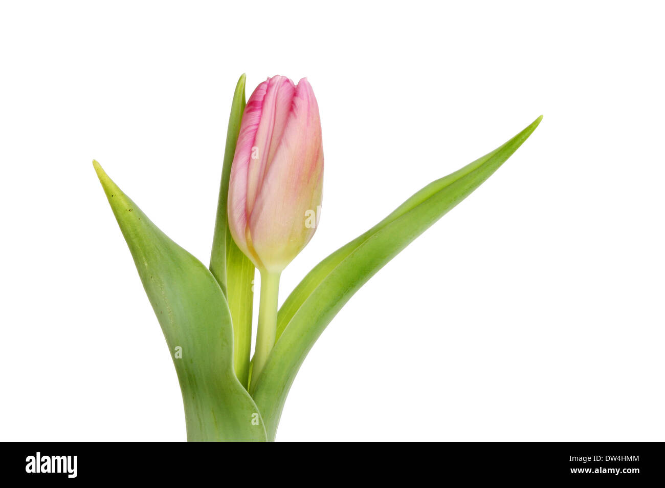 Pink tulip fiori e fogliame isolata contro bianco Foto Stock