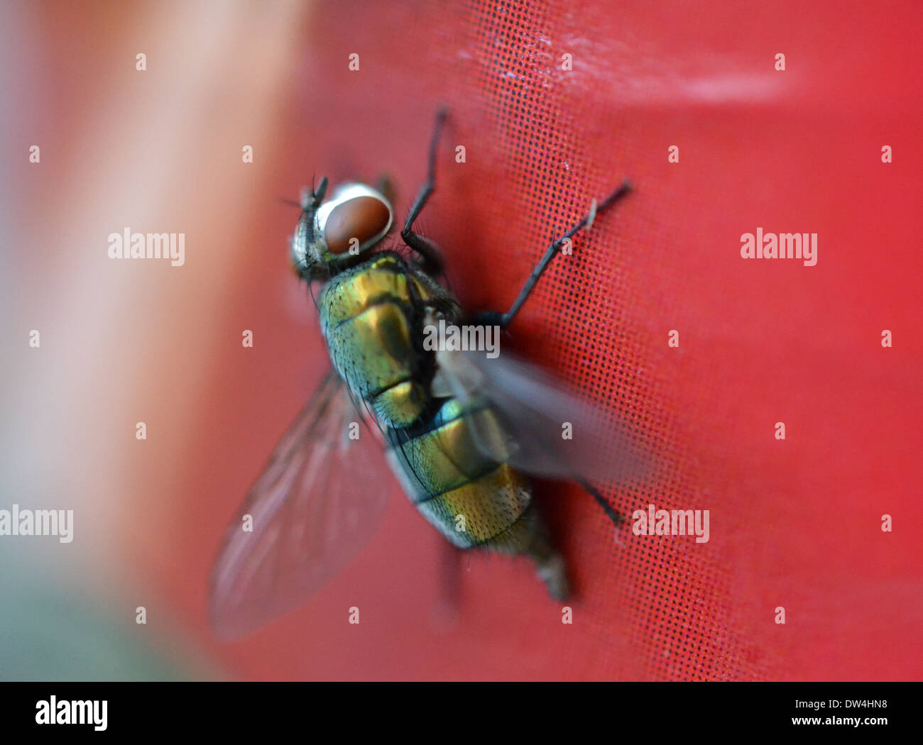 Close-up di una mosca di casa Foto Stock