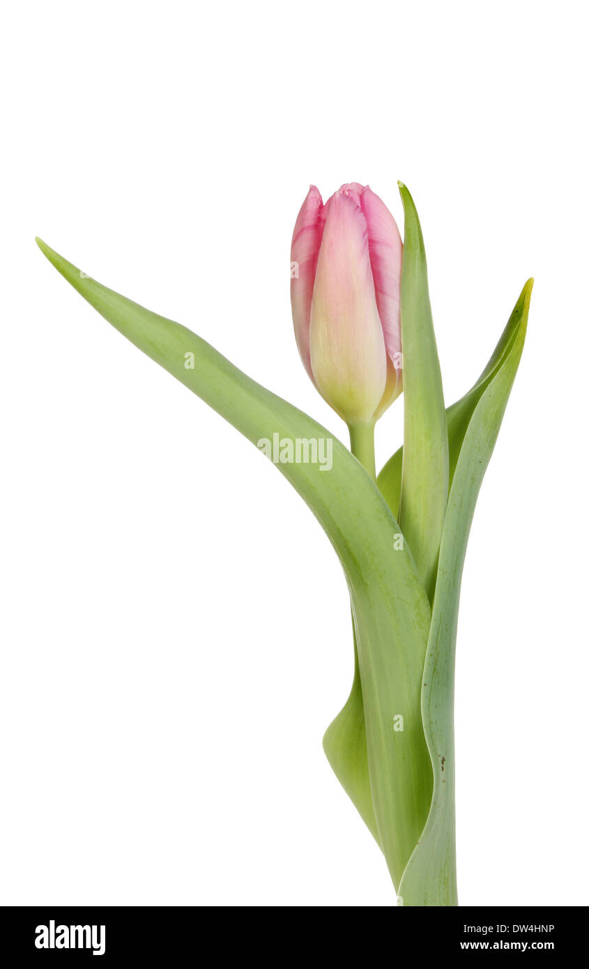 Pink tulip, fiori e fogliame isolata contro bianco Foto Stock