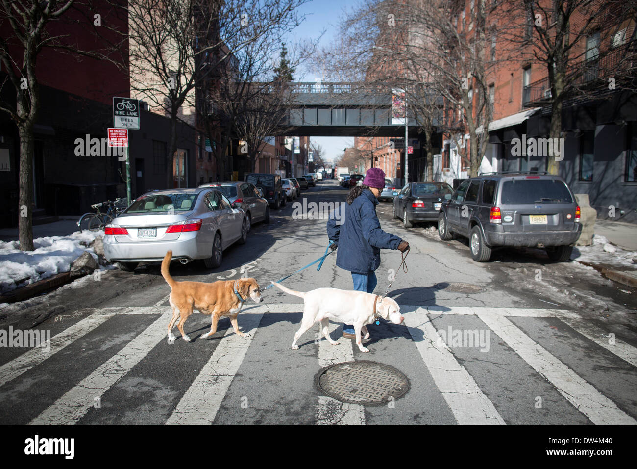 Uomo che cammina i suoi cani passato la linea alta passerella urbana nella città di New York Foto Stock