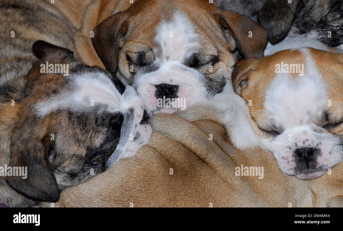 Sleeping cuccioli - pila di sleeping Bulldog inglese cuccioli 7 settimane Foto Stock