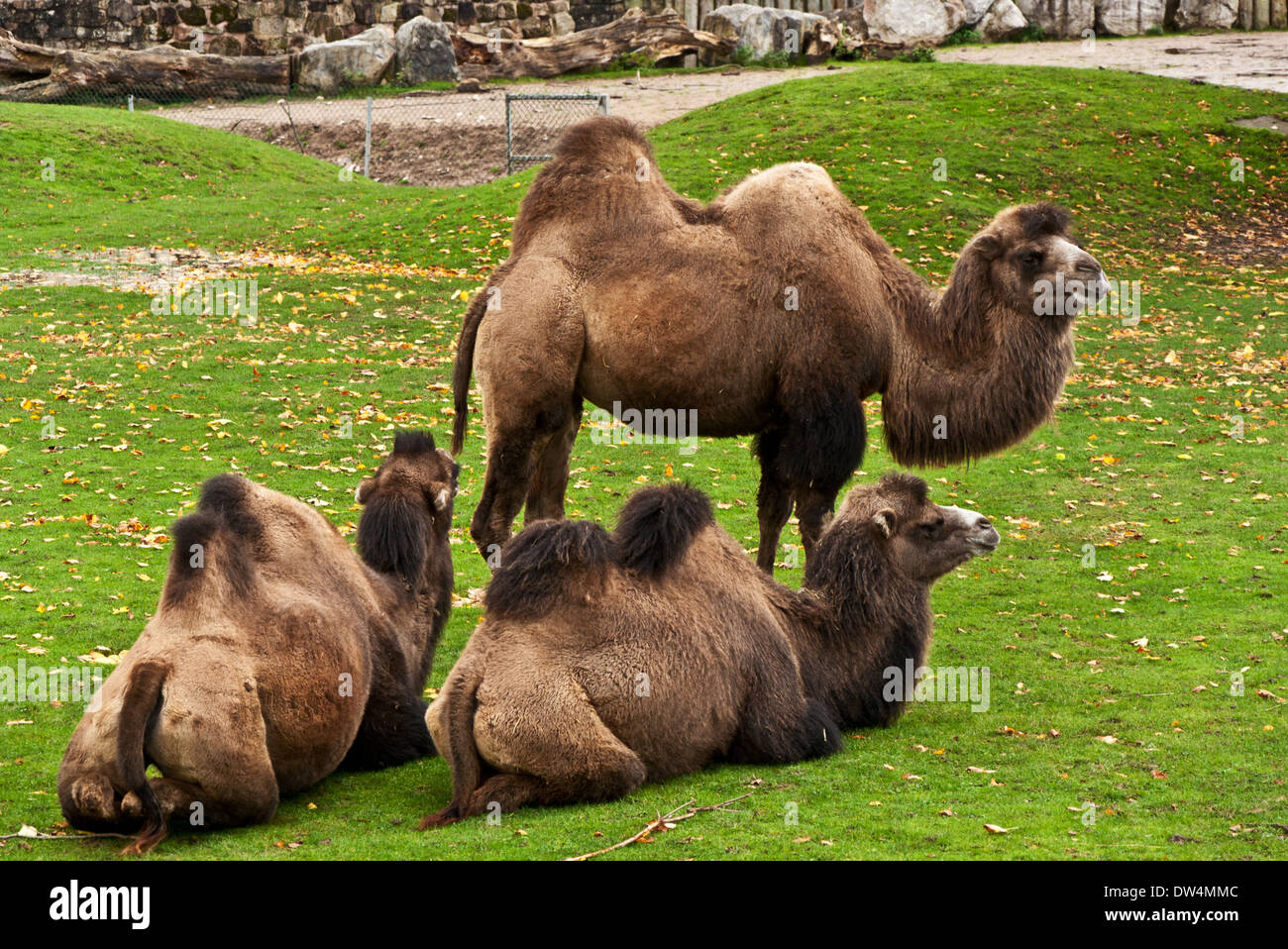 Cammelli con due gobbe in uno zoo Foto Stock