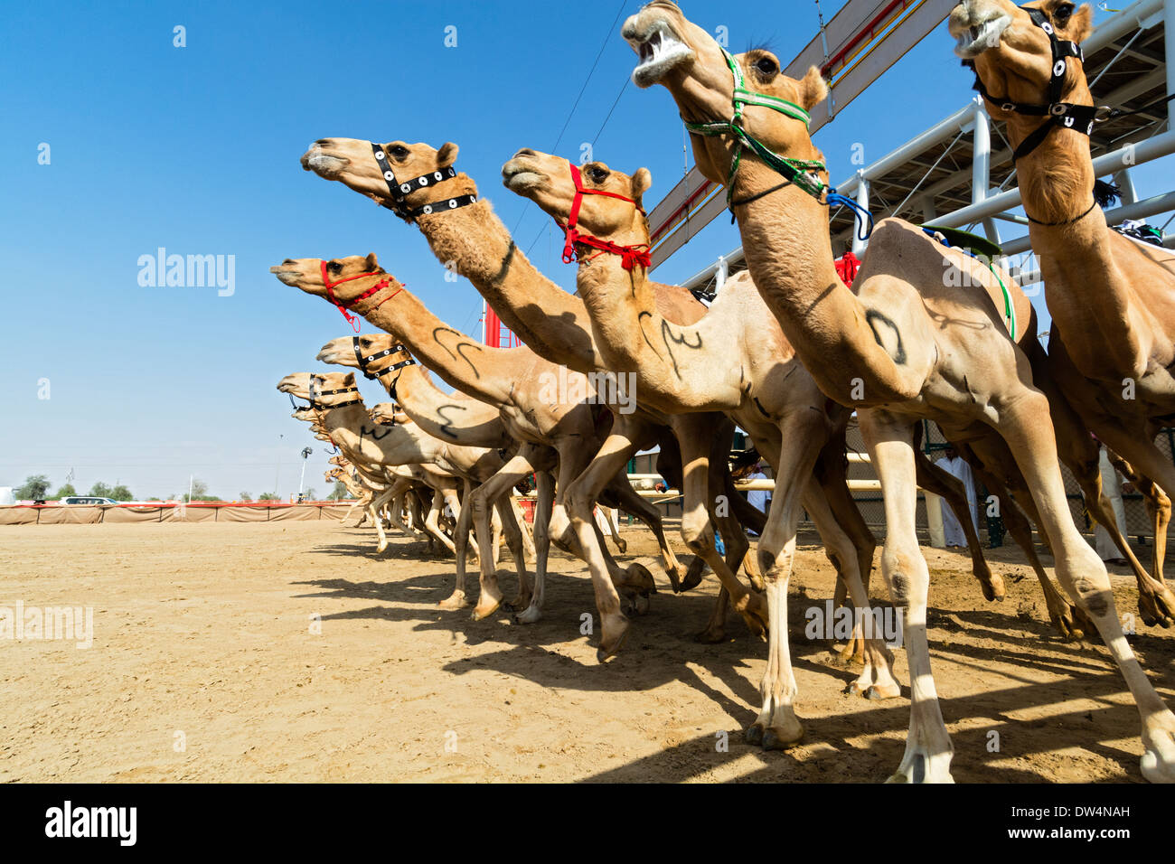 Inizio della corsa di cammelli Al Marmoum racecourse in Dubai Emirati Arabi Uniti Foto Stock