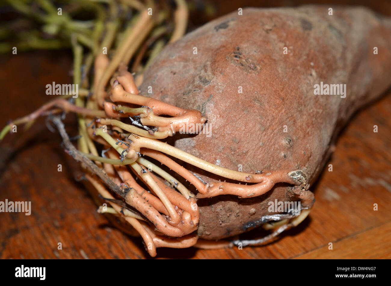 La patata dolce crescente nuove radici in armadio Foto Stock