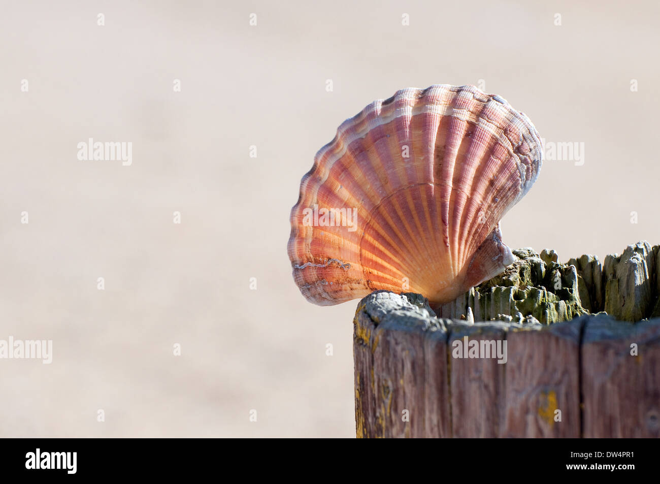 Smerlo shell sulla sommità del vecchio weathered post, agon coutainville, Normandia, Francia Foto Stock