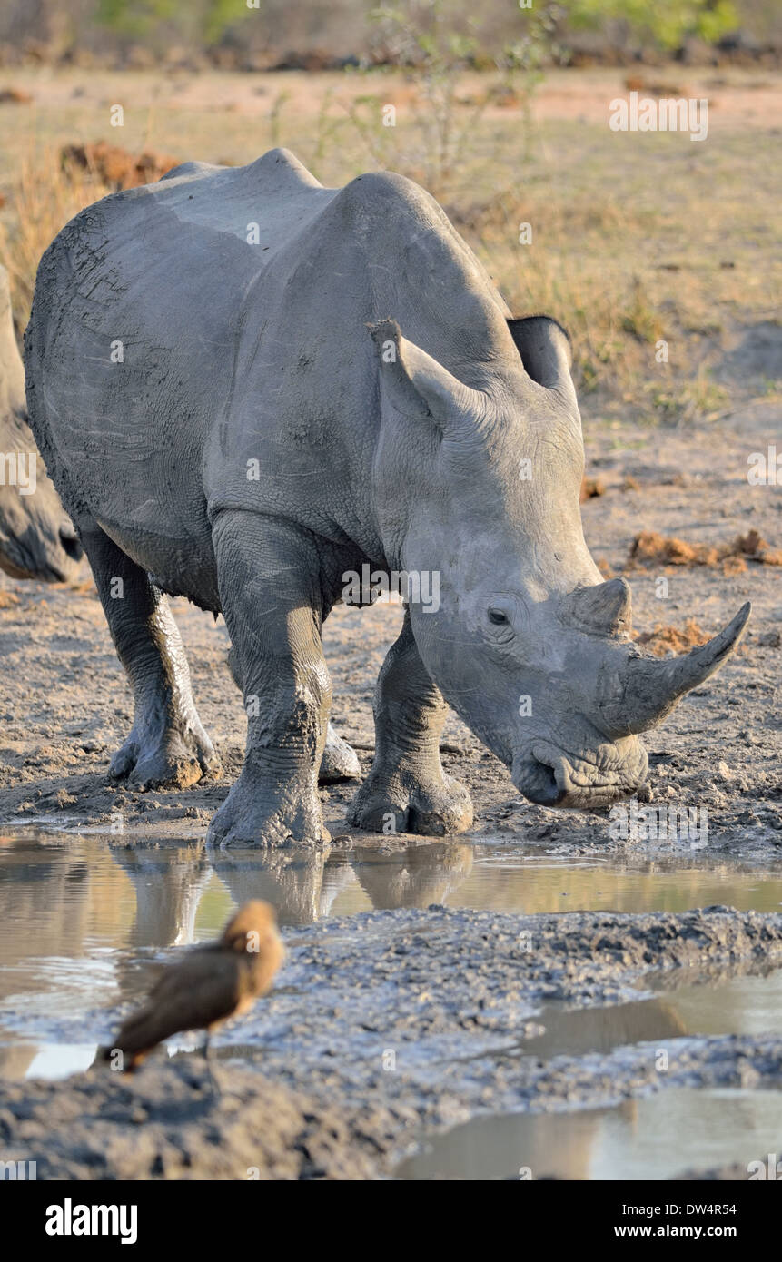 Rinoceronti Bianchi (Ceratotherium simum), dopo un bagno di fango, a waterhole, Kruger National Park, Sud Africa e Africa Foto Stock
