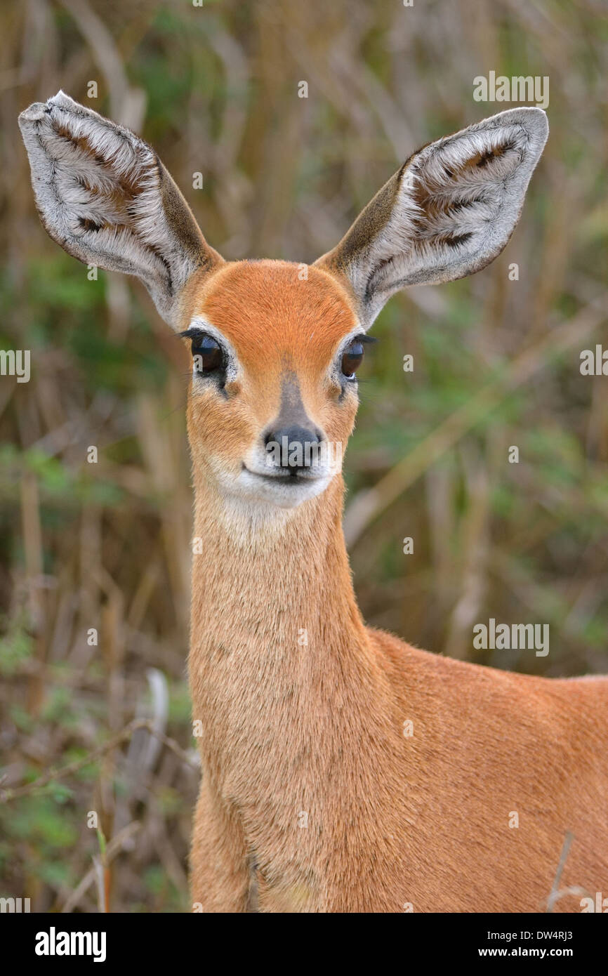 Steenbok (Raphicerus campestris), femmina, Kruger National Park, Sud Africa e Africa Foto Stock