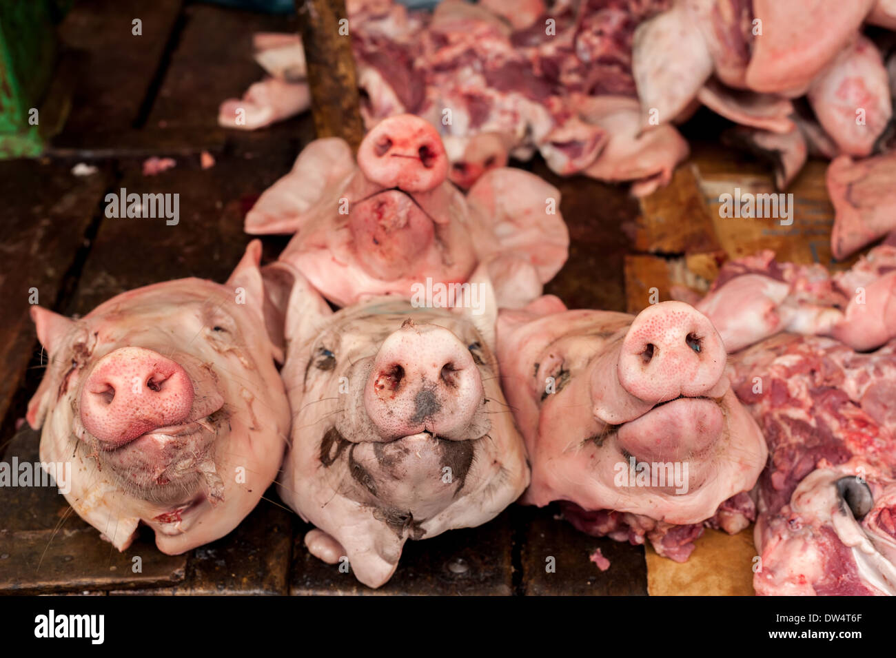 Crudo fresco di teste di maiale organico per la vendita di cibo asiatico mercati Foto Stock