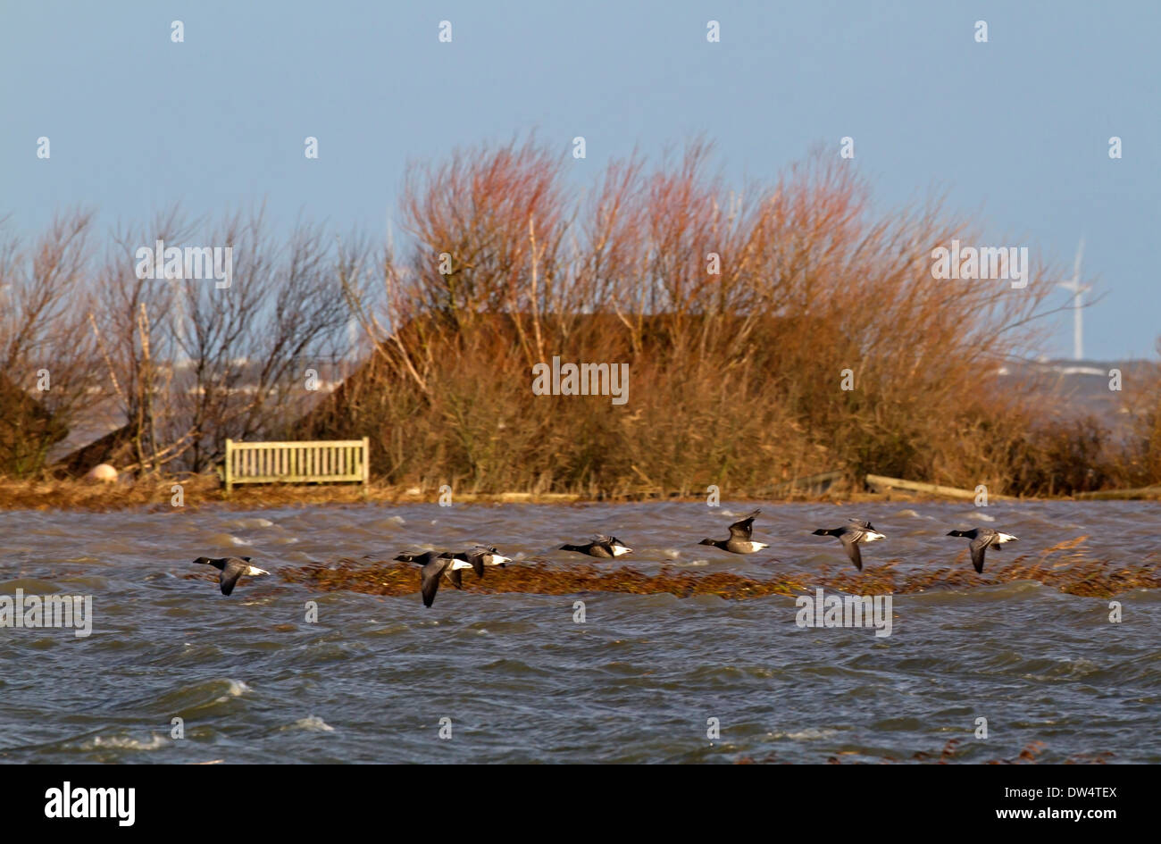 Le inondazioni di 6 12 2013 a causa di picchi di marea che mostra sommerso nasconde e inondate di riserva, Cley accanto al mare, NORFOLK REGNO UNITO Foto Stock