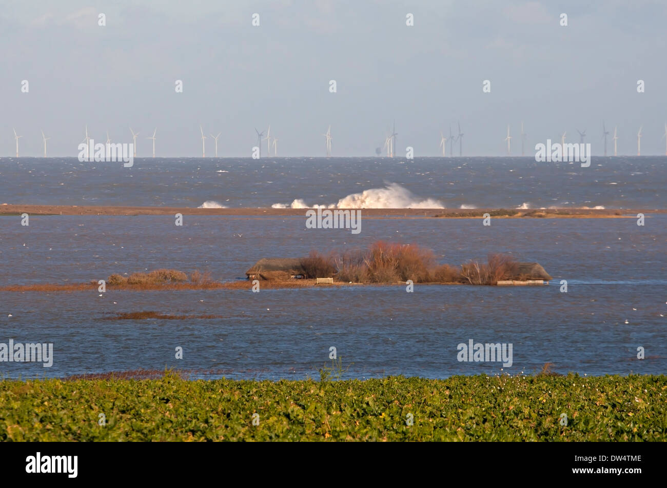 Picchi di marea danni, Cley Riserva, Norfolk 2013 Foto Stock