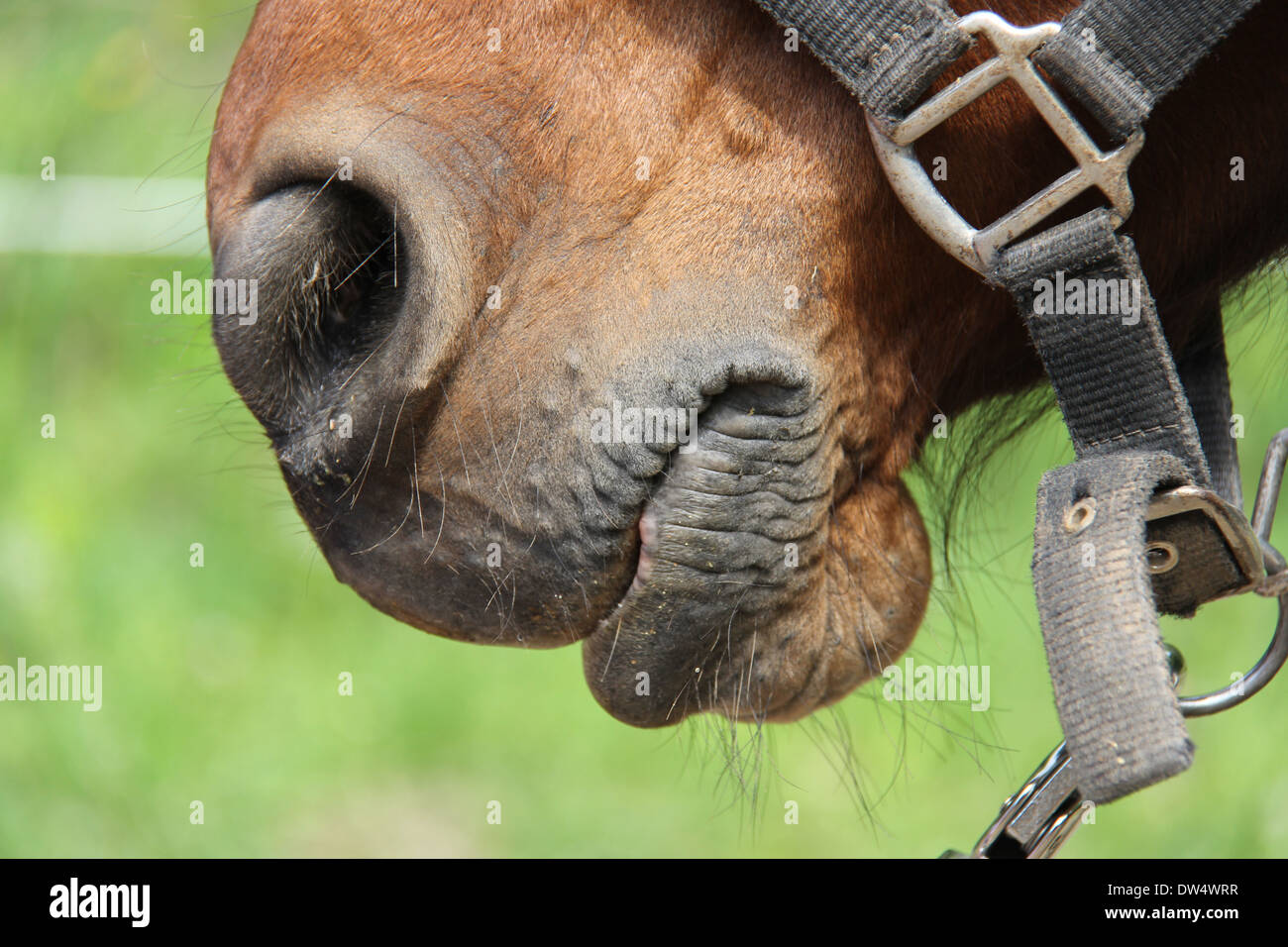 Il naso del cavallo - cavallo imbrigliato in piombo - chiudere i dettagli Foto Stock