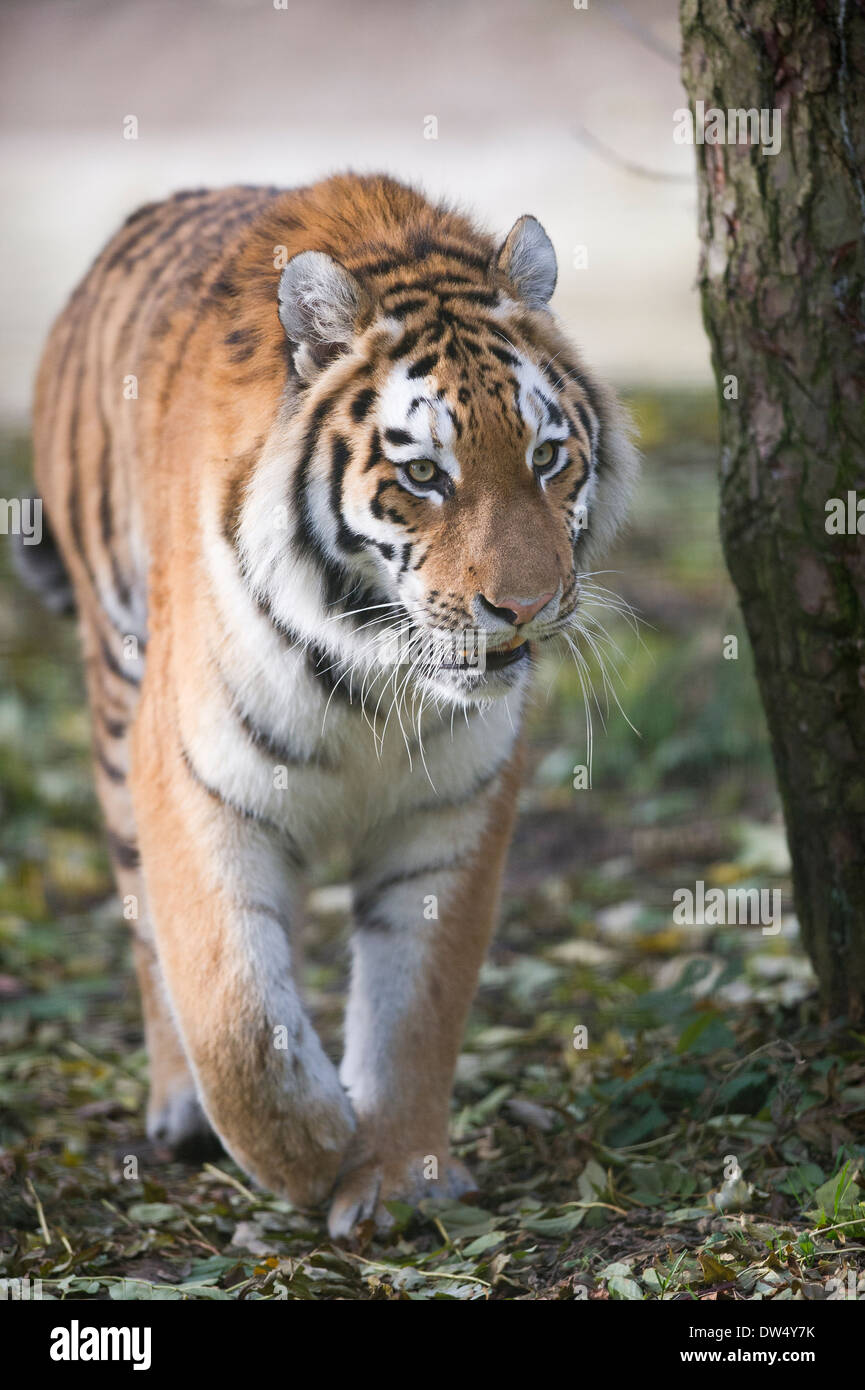 Tigre Siberiana (Panthera tigris altaica) Foto Stock
