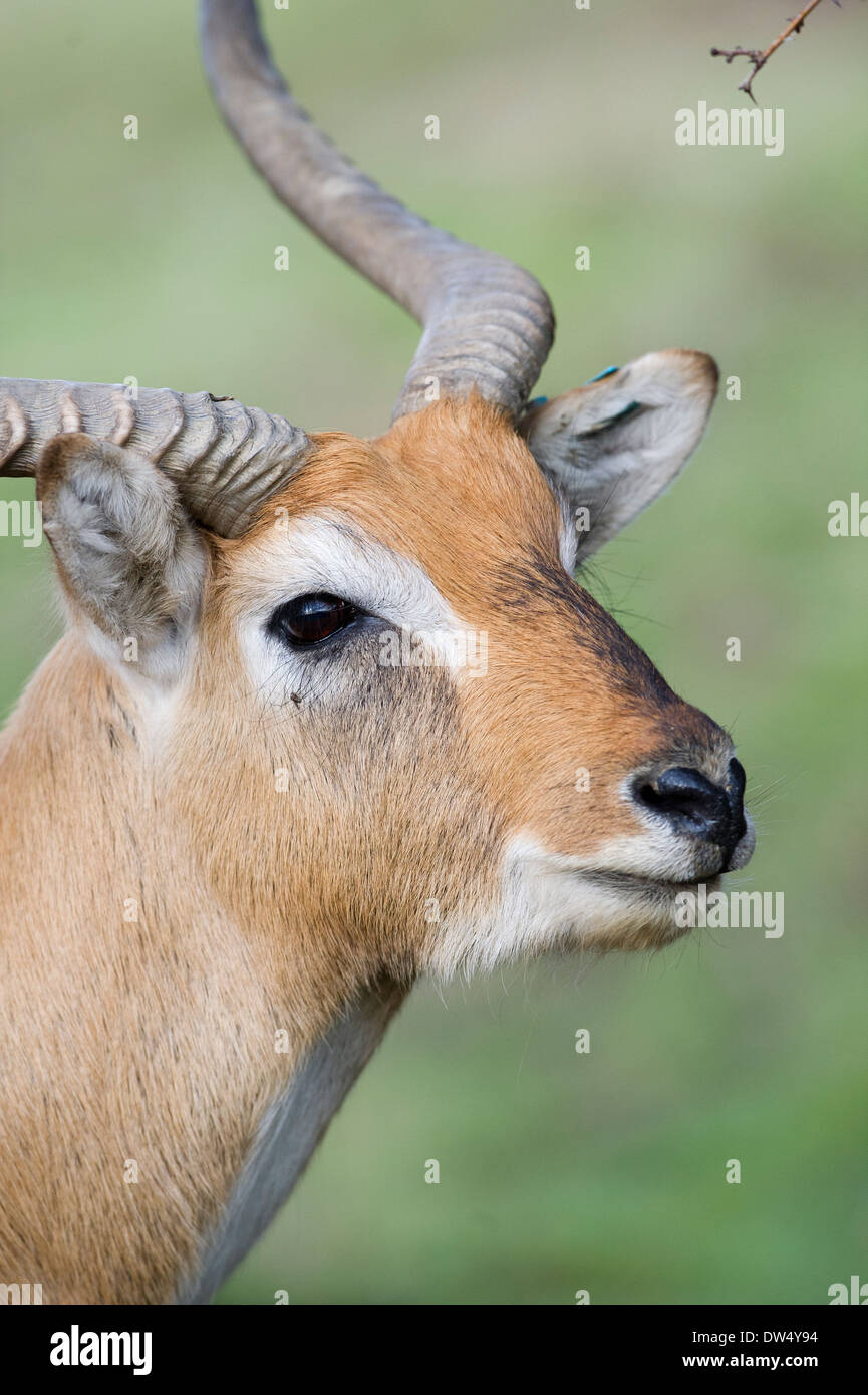 Blackbuck antilope (Antilope cervicapra) Foto Stock