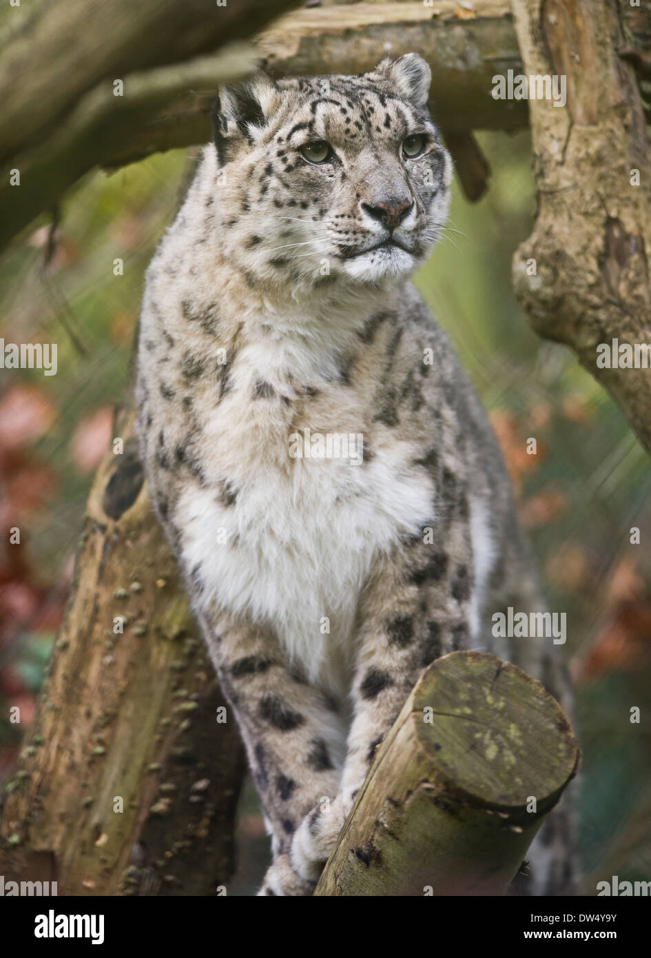 Snow Leopard (Panthera uncia o Uncia uncia) Foto Stock
