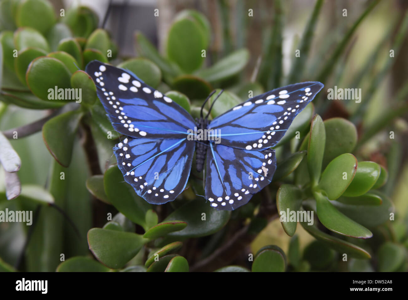 BLUE BUTTERFLY SU IMPIANTO Foto Stock