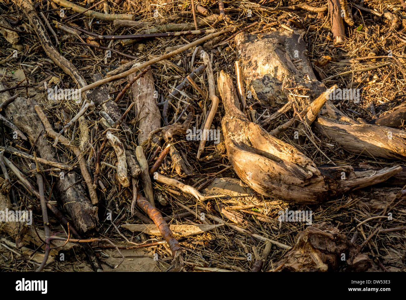 Driftwood lavato fino sulla spiaggia, Staithes, UK. Foto Stock