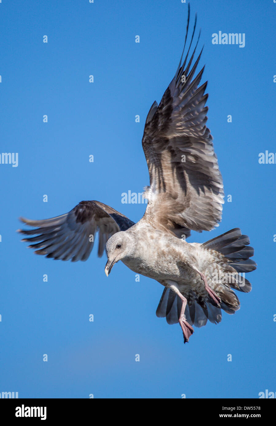 Flyiing sea gull con alette aperte nel cielo Foto Stock