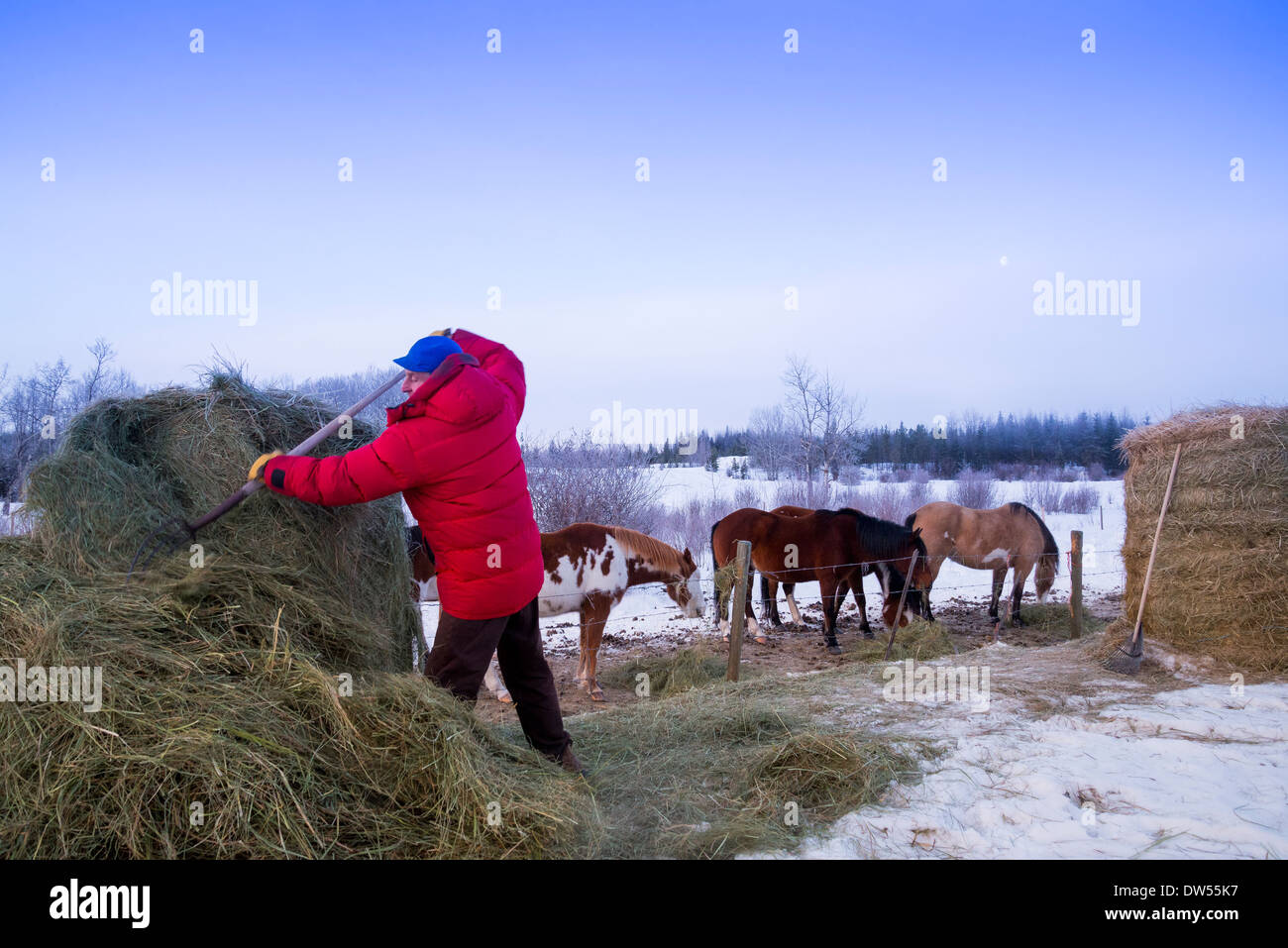 Uomo cavalli alimentazione fieno in inverno, Regione Cariboo, British Columbia, Canada Foto Stock