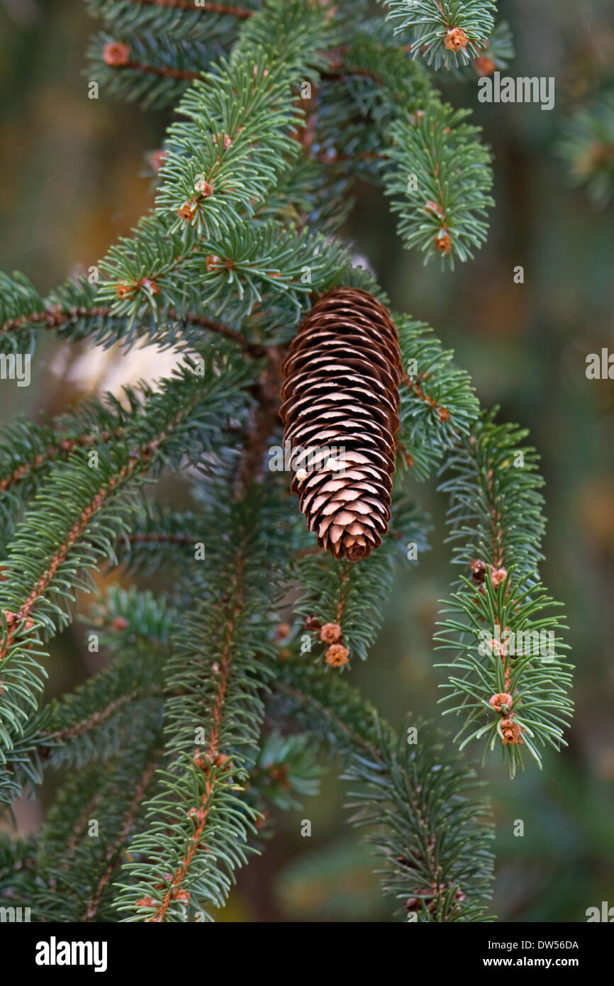 Brewer's piangendo abete (picea materiale birrario) Foto Stock