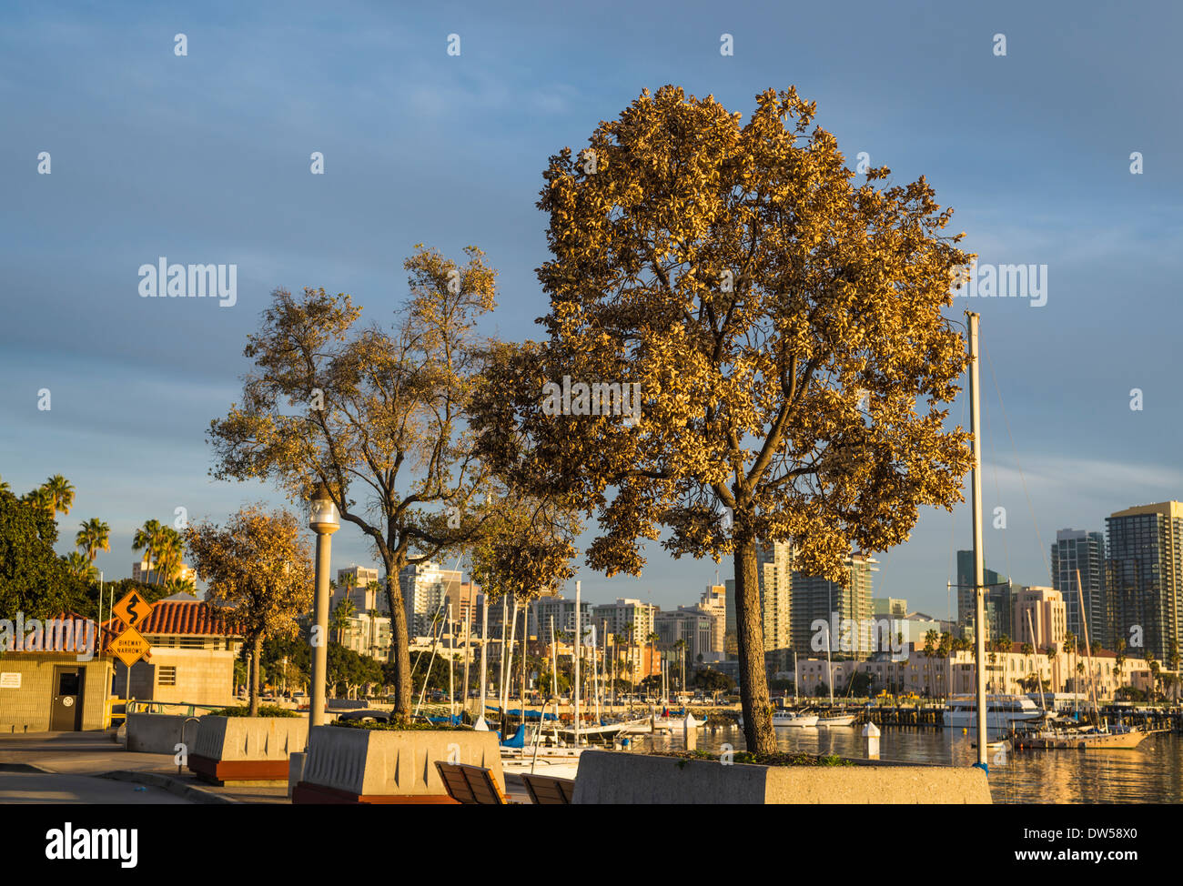 Alberi lungo l'Embarcadero area del Porto di San Diego. San Diego, California, Stati Uniti d'America. Foto Stock