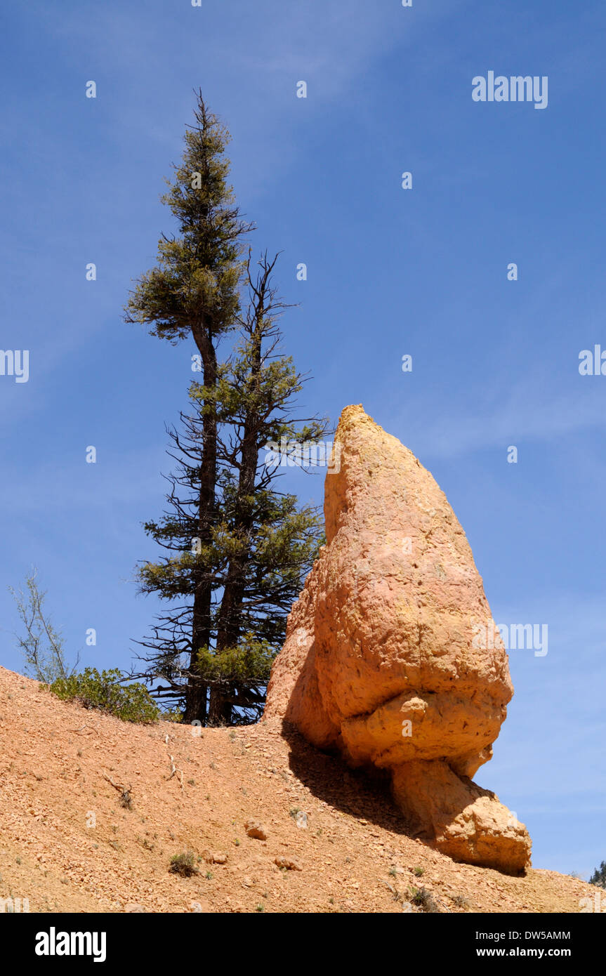 Vista mozzafiato dell'hoodoo dalla forma strana presso l'iconico Bryce Canyon, famoso in tutto il mondo, nello Utah meridionale, Stati Uniti Foto Stock